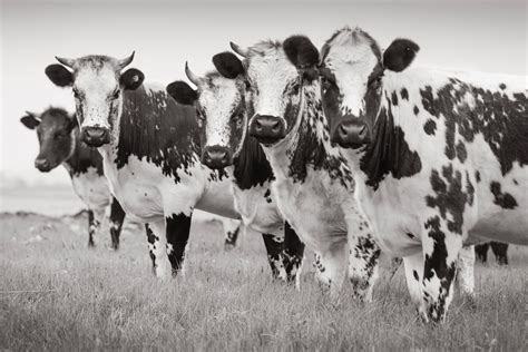 Rare Breeds Day, Bunratty Co Clare, Bunratty, Ireland, Ennis, 17 August ...