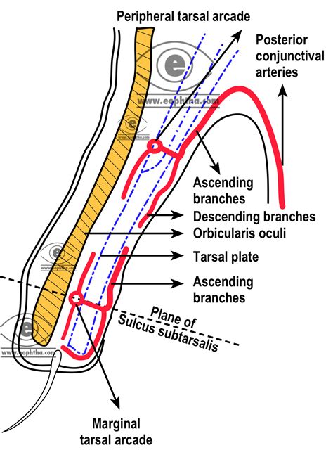 Eye Anatomy Conjunctiva