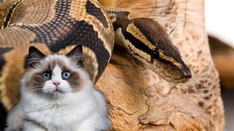 Image result for Python Attack Cat