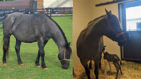 Photos: Horse gives rare birth to twins at UGA vet hospital | 11alive.com