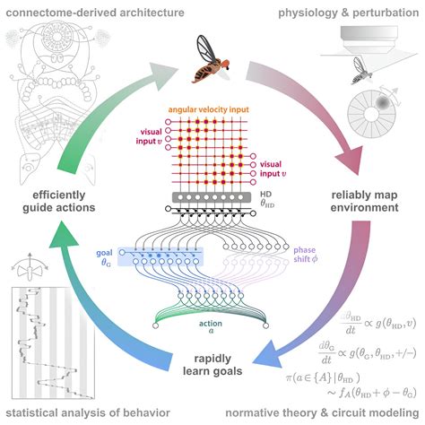 How fruit flies use internal representations of head direction to support goal-directed ...