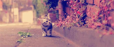 Kedi Resimleri -7- - Sayfa 13