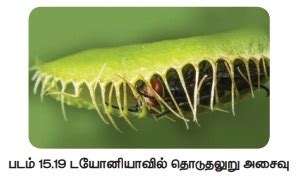 தாவர அசைவுகள் - உயிர் சார் அசைவுகள், இயல்சார் அசைவுகள் (அ) ஈரப்பசை ...