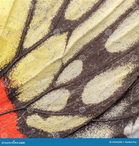 Butterfly wing pattern stock image. Image of orange, tropical - 23543285