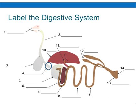 Image result for Bird Digestive System