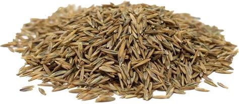 Buy Hancock Seed Co. Titan RX Turf Type Tall Fescue Grass Seeds, 50 lbs ...