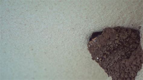 Image result for Swallow His Load