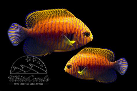 Centropyge potteri - Potter's Angelfish (Pair) - buy online