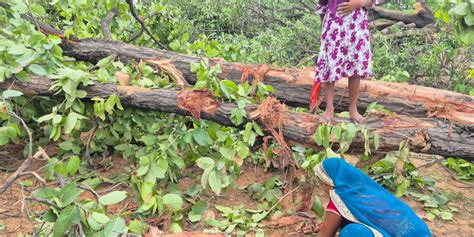 Massive Tree Felling Begins for Adani-Operated Coal Mine in ...