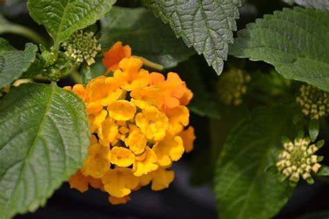 GreenBourne Rare Lantana Live Plants Yellow Color Lantana Camara 1 ...