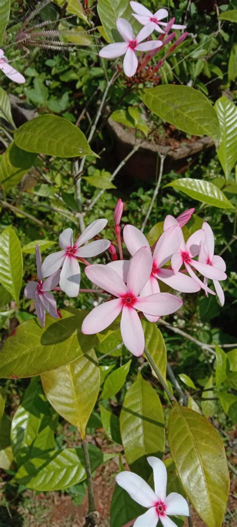 Kopsia plant – ASHIYANA STORE