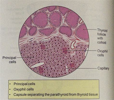 Parathyroid Histology