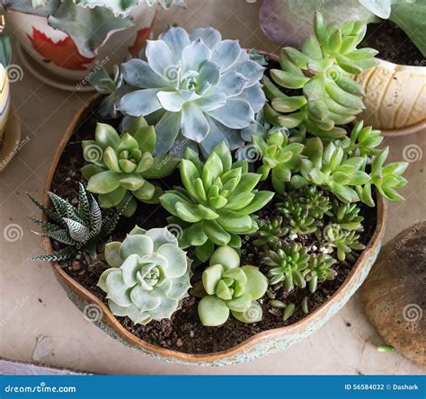 Miniature succulent plants stock photo. Image of grow - 56584032