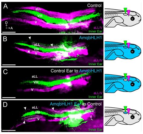 Sponge bHLH Gene Expression in Xenopus laevis Disrupts Inner Ear and ...