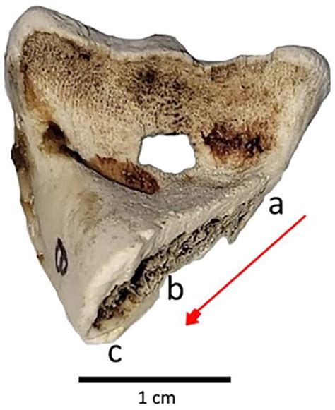 Macroscopic Chop Mark Identification on Archaeological Bone: An ...