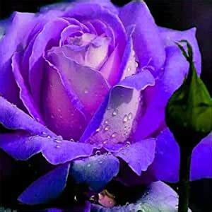 M-Tech Gardens Rare Hybrid Rose " Variety : 14 " Exotic 20 Seeds for ...