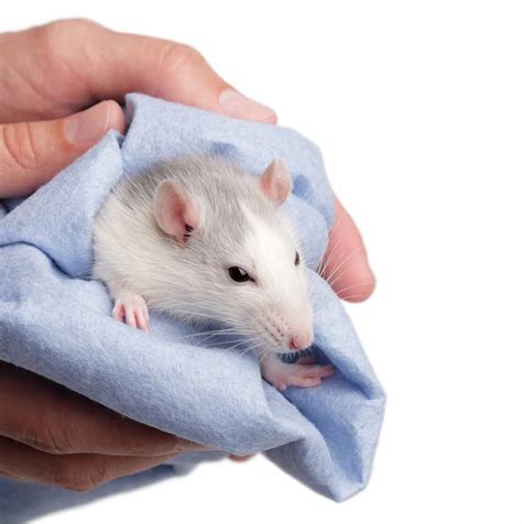 Can Rats Swim? What You Should Know Before Letting Your Pet Dive In