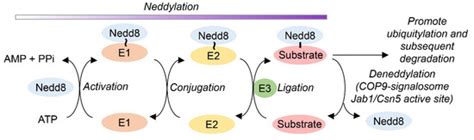 The Antioxidant Enzyme Methionine Sulfoxide Reductase A (MsrA ...