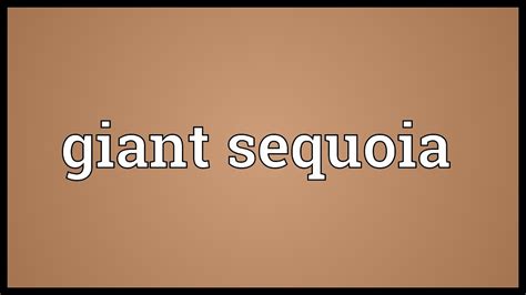 Sequoia Meaning And Pronunciation at Emma Spyer blog