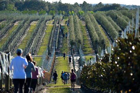 2026 Cherrylake Farm Races - 5K, 10K, Duathlon, 7836 Cherry Lake Road ...