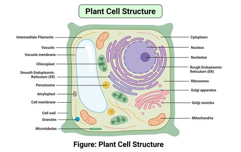 Eukaryotic Plant Cell
