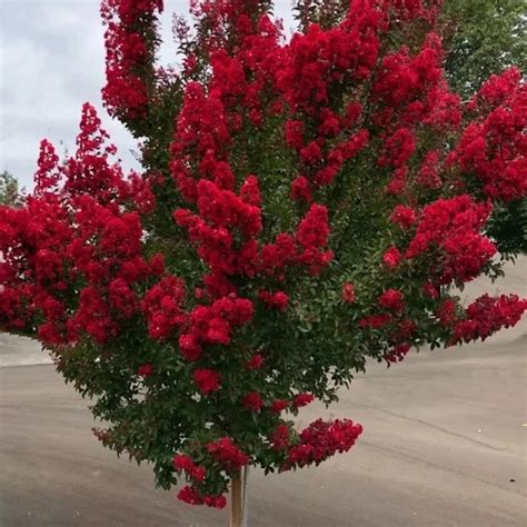 1 Live RED Siren Crape Myrtle Tree /shrub Beautiful Bright Red Blooms ...