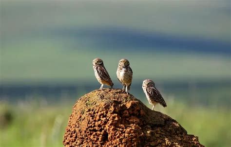Wallpaper owl, bird, Brazil, burrowing owl, mound, Serra da Canastra ...