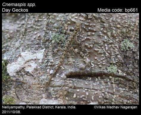 Cnemaspis spp. - Day Geckos | Reptiles