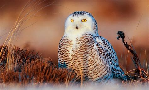 DNR News: Cool jobs, enchanting owls, fat-tire biking, NRC in Lansing