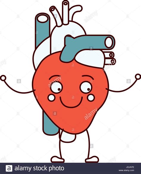 Image result for Cardiovascular System Cartoon