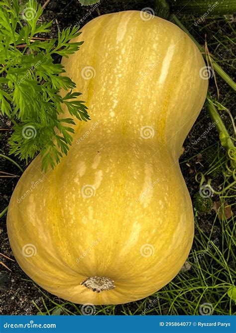 Butternut Squash Fruit and the Whole Plant in Natural Conditions Stock ...