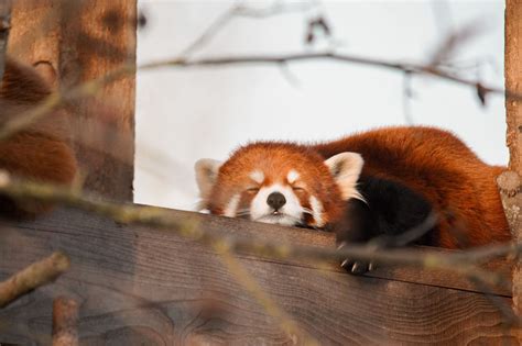 Sikkim's Endangered Gem: Preserving the Red Panda's Legacy