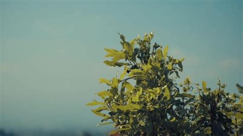 Image result for Time Loop Tree