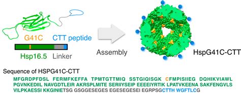 Systemic Delivery of Protein Nanocages Bearing CTT Peptides for ...
