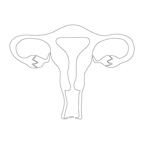 Premium Vector | Continuous line art drawing of female reproductive uterus