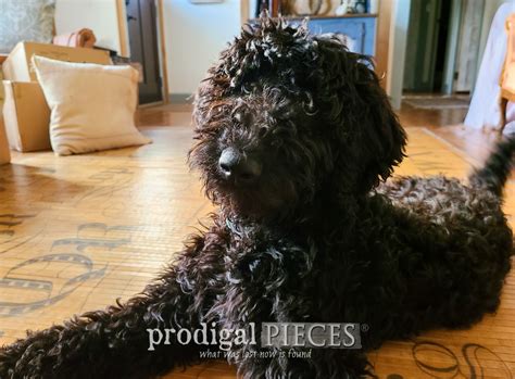 Black Goldendoodles Full Grown