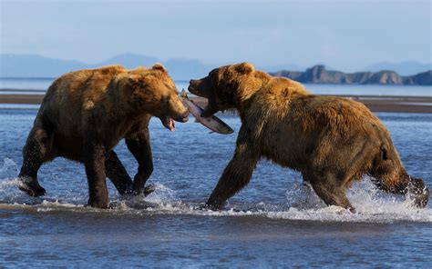 Exploring The Natural Habitat Of Alaska: A Complete Guide