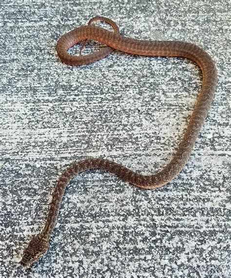 Image result for Granite Carpet Python