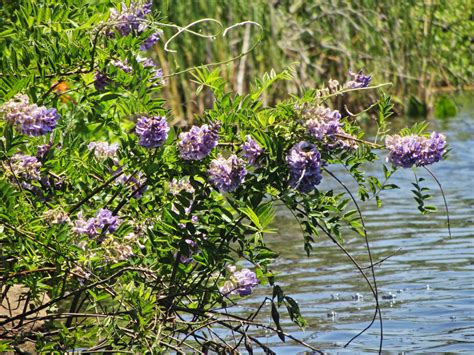 Wisteria frutescens (American Wisteria) | Naturescapes of Beaufort, SC