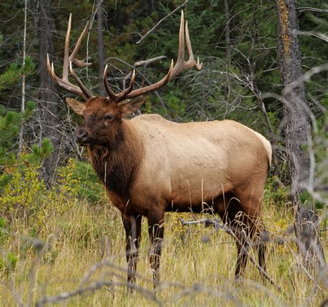 Elk vs Deer: Key Differences in Size, Habitat & Behavior (2024 Guide ...