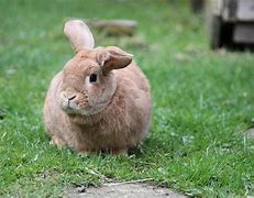 Image result for Cute Rabbit Toddler Furry
