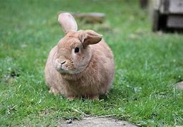 Image result for Real Fluffy Bunnies