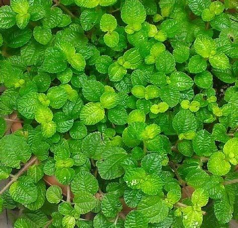 Mandy's Farm Pilea Nummularifolia Creeping Charlie Live Plant : Amazon ...