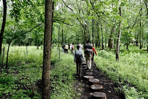 LaBagh Woods Stewardship Update — Chicago Ornithological Society