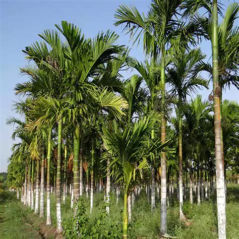 Supari Palm (Areca Catechu) "Betel Nut" - Plant – Lalit Enterprise