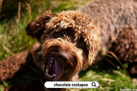 Chocolate Cockapoo Guide (With Photos!) - Oodle Life