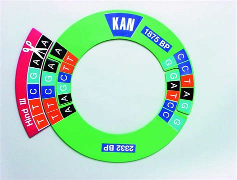 DNA Model Kit 的图像结果