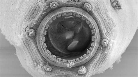 Tiny ‘murder worm’ grows horrifying 'mega-mouth' and eats its own ...