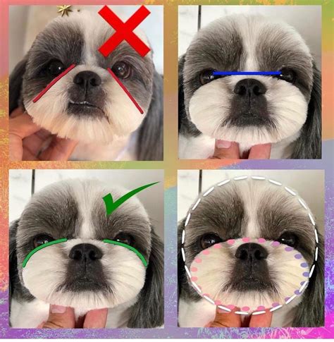 Diy Dog Grooming Shih Tzu at Mackenzie Richmond blog