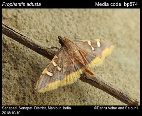 Prophantis adusta Inoue,1986 - Coffee Berry Moth | Moths